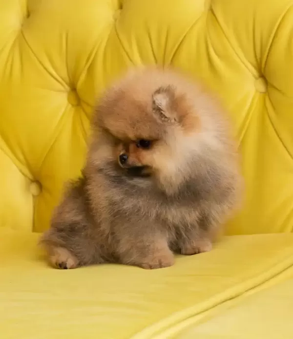 Pomeranian Boo Yavruları