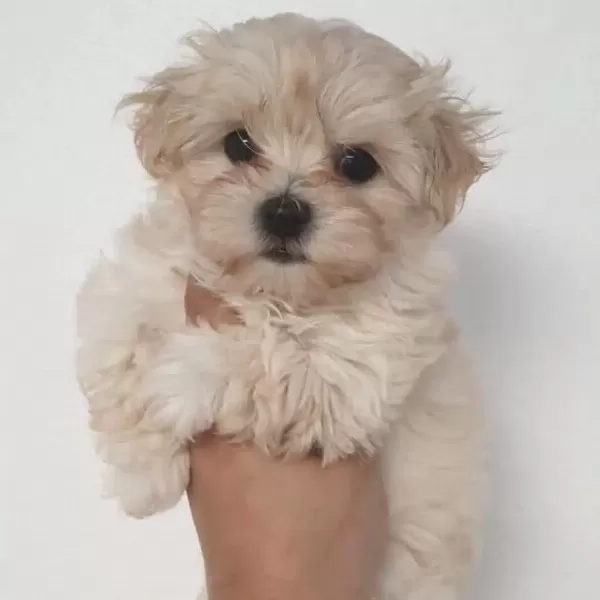 F2 Maltipoo Yavruları