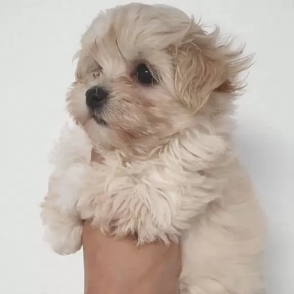 F2 Maltipoo Yavruları