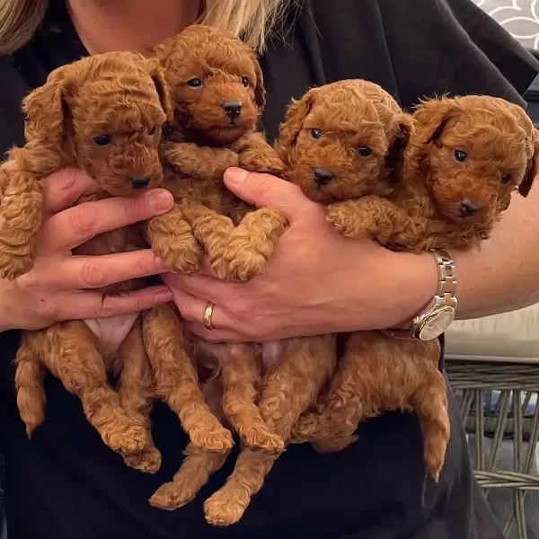 Sevimli Toy Poodle Yavruları