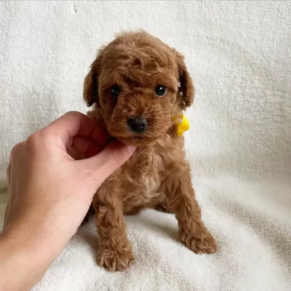 Toy Poodle Yavruları