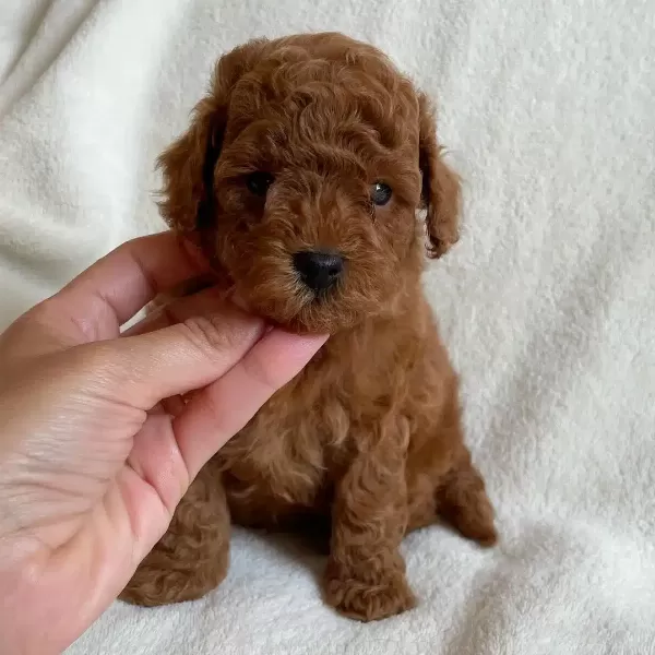 Toy Poodle Yavruları