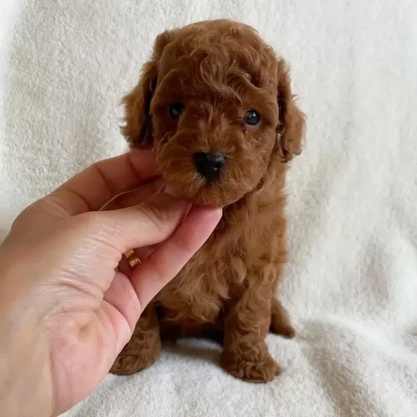Toy Poodle Yavruları