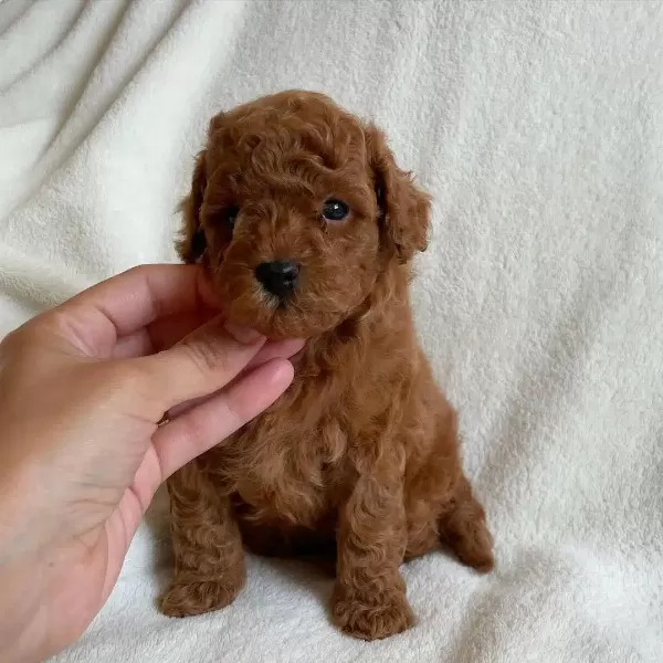 Toy Poodle Yavruları