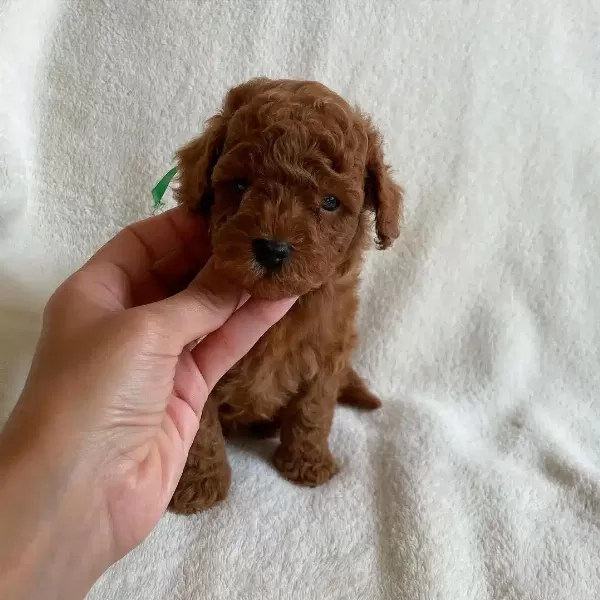 Toy Poodle Yavruları