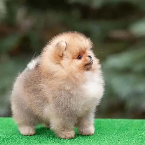 Irk Garantili Pomeranian Yavruları