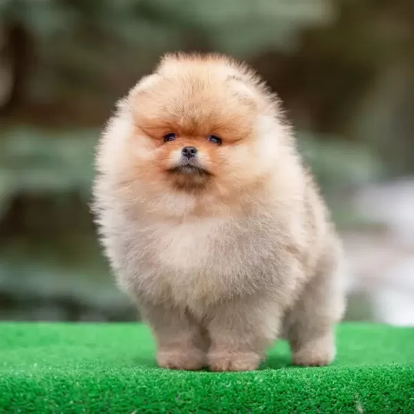 Irk Garantili Pomeranian Yavruları