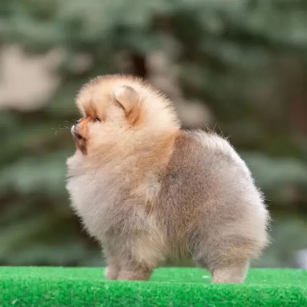 Irk Garantili Pomeranian Yavruları