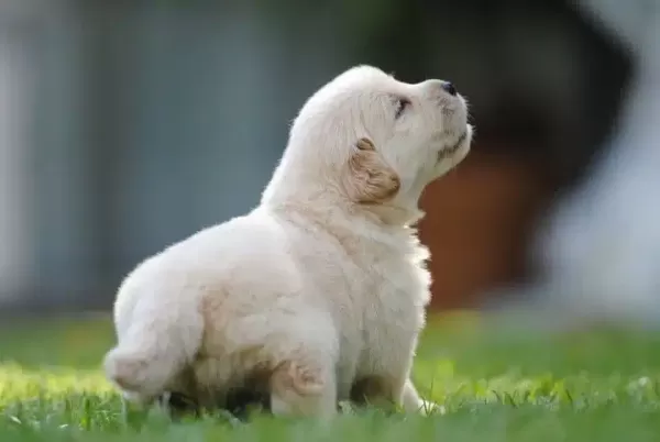 Golden Retriever Yavruları