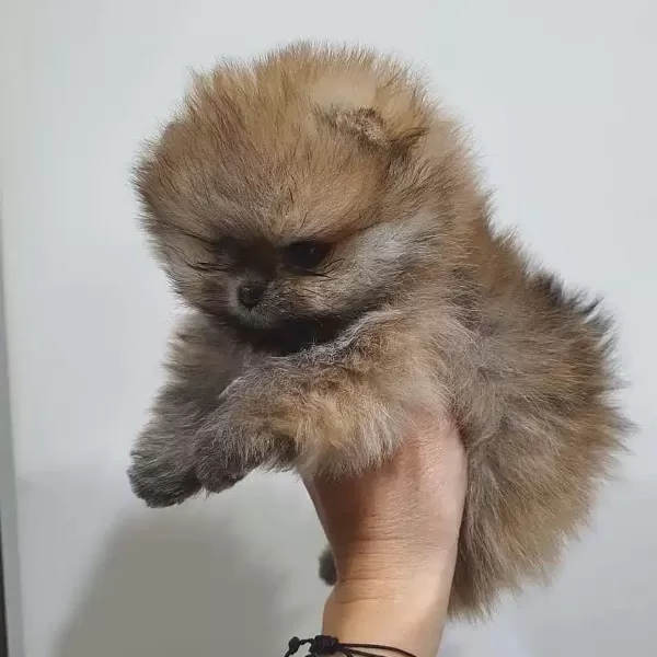 Pomeranian Boo Yavruları