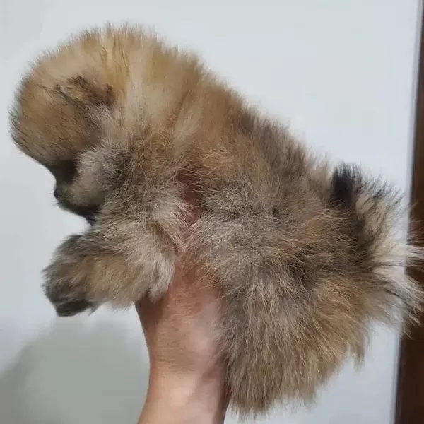Pomeranian Boo Yavruları