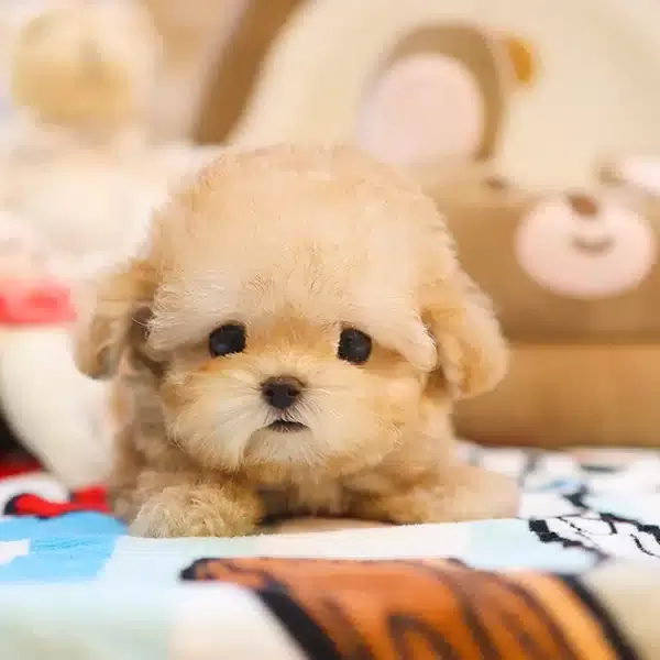 Super Star Kore Toy Poodle Bebişlerimiz