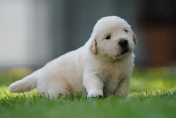 Golden Retriever Yavruları