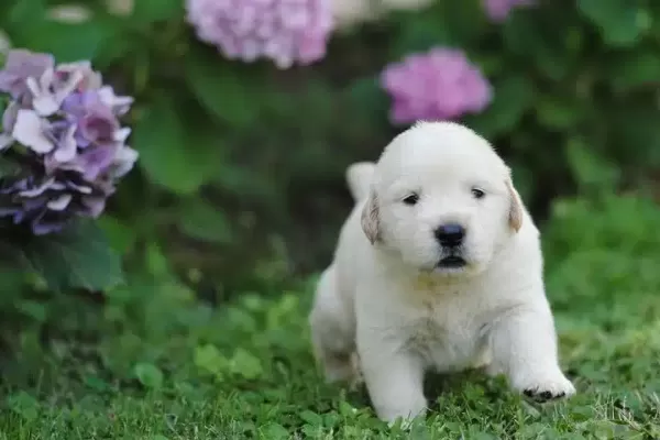 Golden Retriever Yavruları
