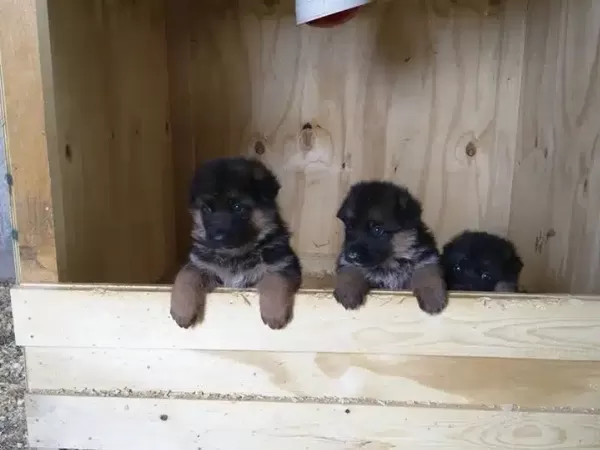 Alman Çoban Köpeği Yavruları