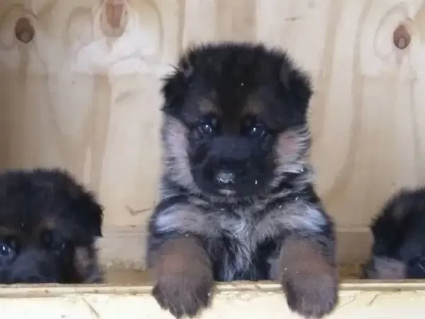 Alman Çoban Köpeği Yavruları