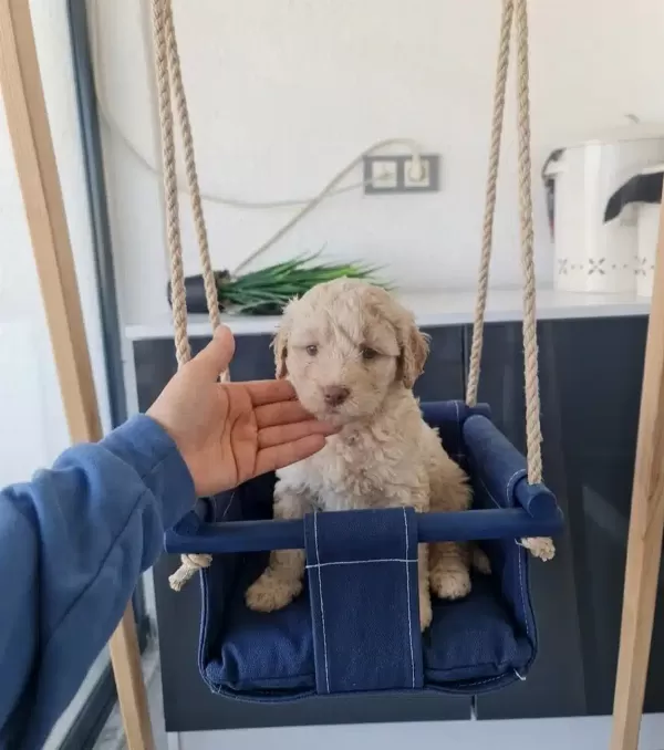 Tuvalet Eğitimli Minyatür Minnaklarım