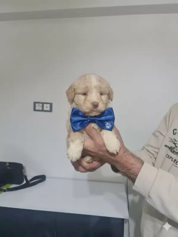 Tuvalet Eğitimli Minyatür Minnaklarım