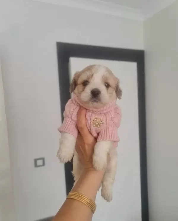 Tuvalet Eğitimli Minyatür Minnaklarım
