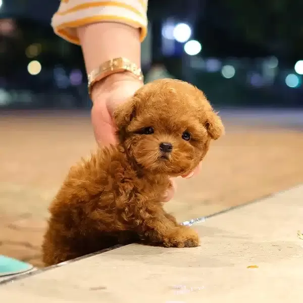 Korenin Yildizi Kore Toy Poodle Bebeklerimiz