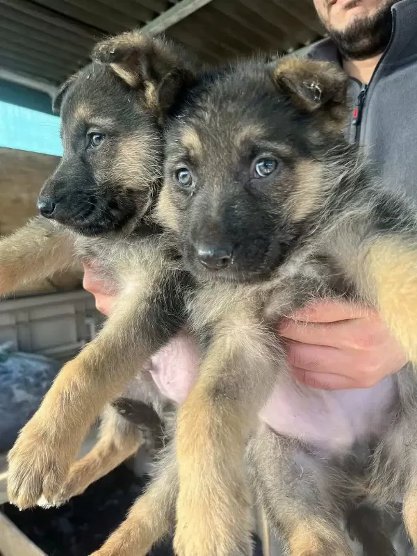 2 Aylık Alman Kurdu Yavrusu 2. De Erkek Köpek Fazla Olduğu Için Ilgilenemiyorum