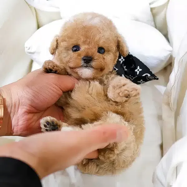 Cok güzel Nadir Kore Poodle Cocuklarim