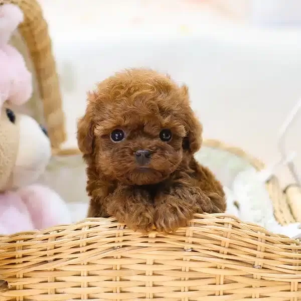 Koreden Gelen Ozel Toy Poodle Cocuklarim