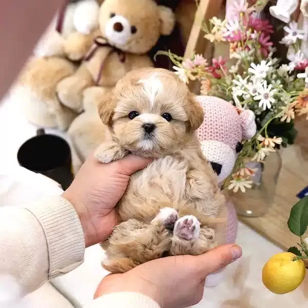 Ozelmi güzel Korean Maltipoo Bebeklerimiz
