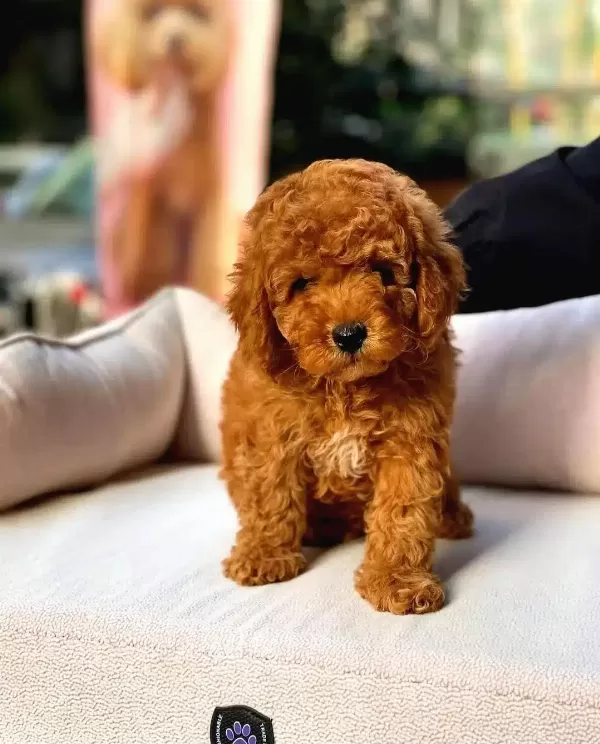 Party Clour Renk Yapisina Sahip Toy Poodle Yavrularım