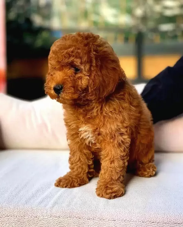 Party Clour Renk Yapisina Sahip Toy Poodle Yavrularım