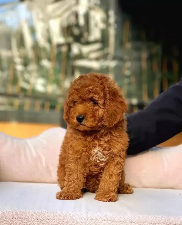 Party Clour Renk Yapisina Sahip Toy Poodle Yavrularım