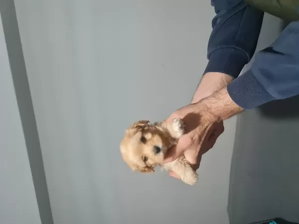 Tuvalet Eğitimli Minyatür Maltipo Minnaklarım