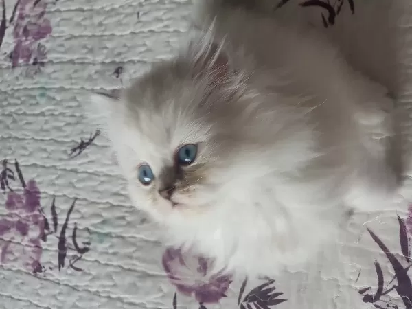 British Longhair Silver