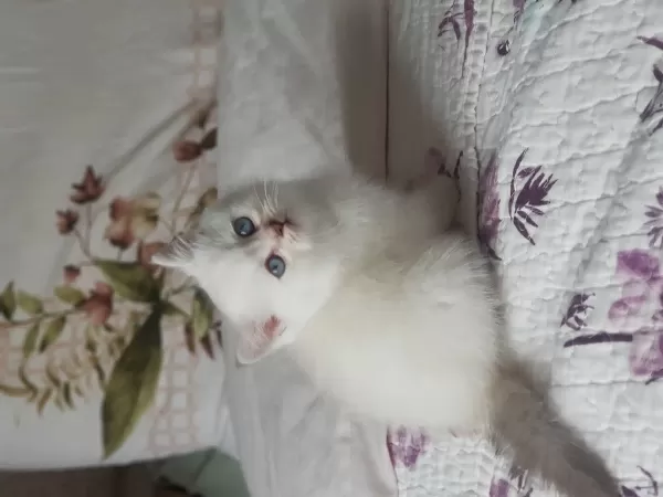British Shorthair Silver