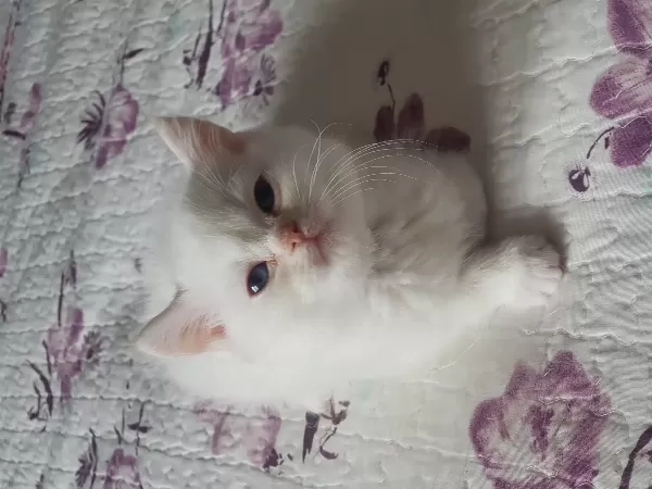 British Shorthair Red Point
