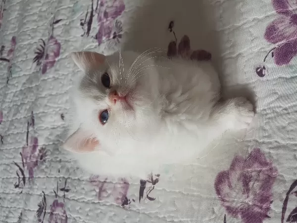 British Shorthair Red Point