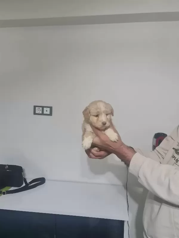 Minyatür Minnaklarım Teslime Hazır