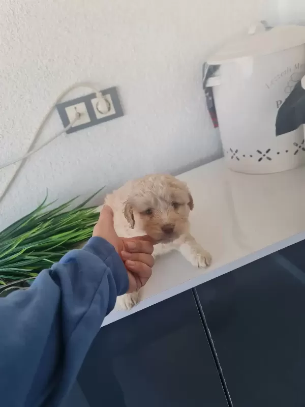 Minyatür Minnaklarım Teslime Hazır