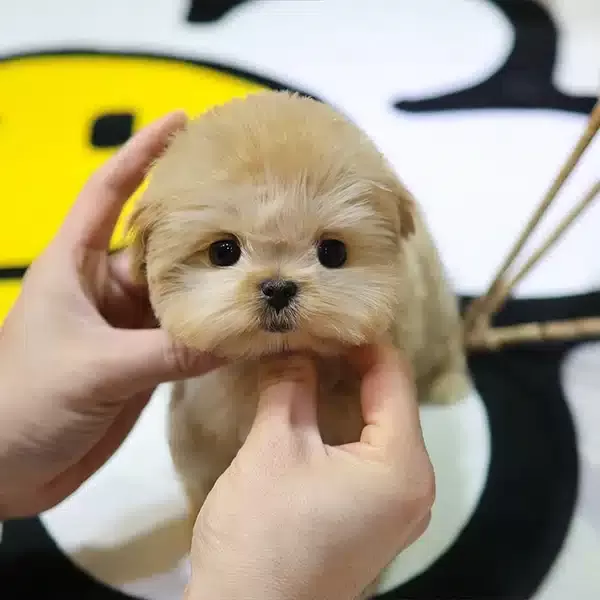 Gerçek Koreli Maltipoo Bebeklerim