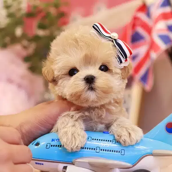 Apricot Renk Yapılı Kore Poodle Bebeklerimiz