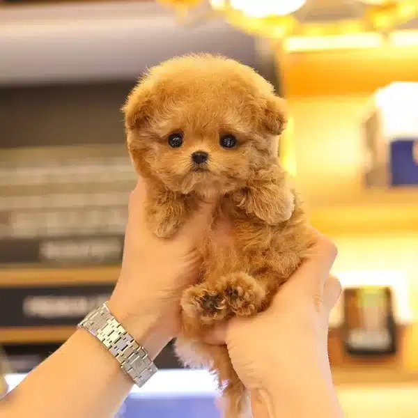 En Degerli En Ozel Korean Toy Poodle Cocugum