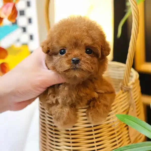 Teacup Boyutlu Akilli Toy Poodle Bebeklerimiz