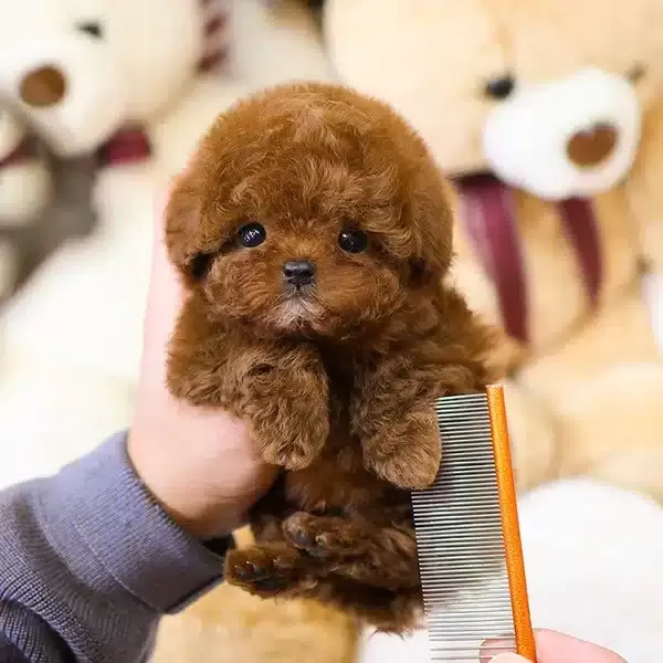 Micro Teacup Toy Poodle Bebeklerimiz