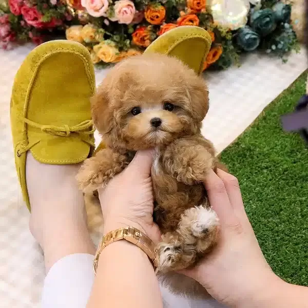 Eğitimli Saglik Garantili Toy Poodle Yavrularım