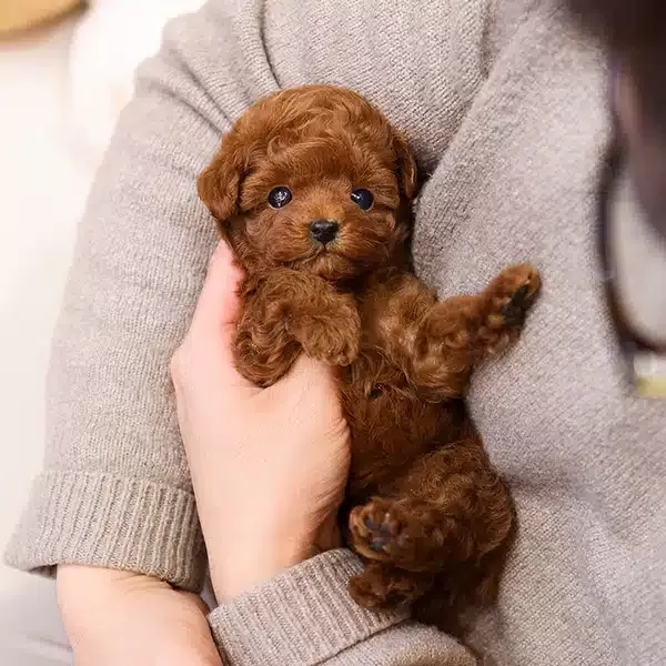 Dark Red Brown Kore Toy Poodle Cocuklarim