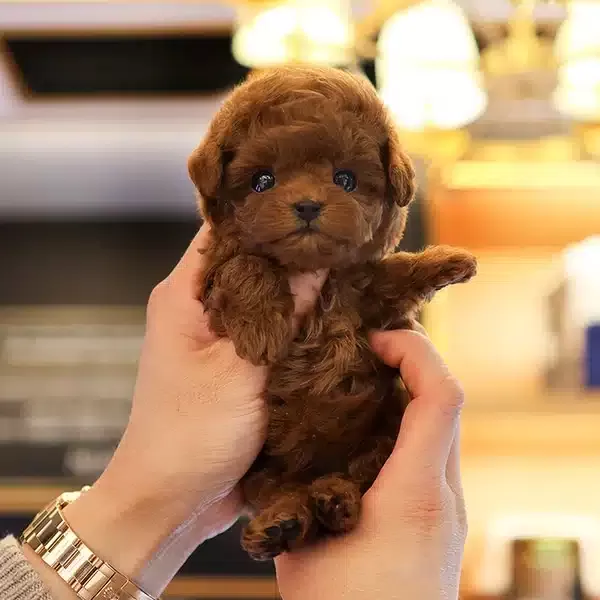 Dark Red Brown Kore Toy Poodle Cocuklarim