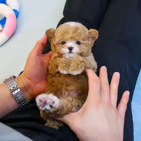 Mukemmel Karekterli Toy Poodle Yavrularım