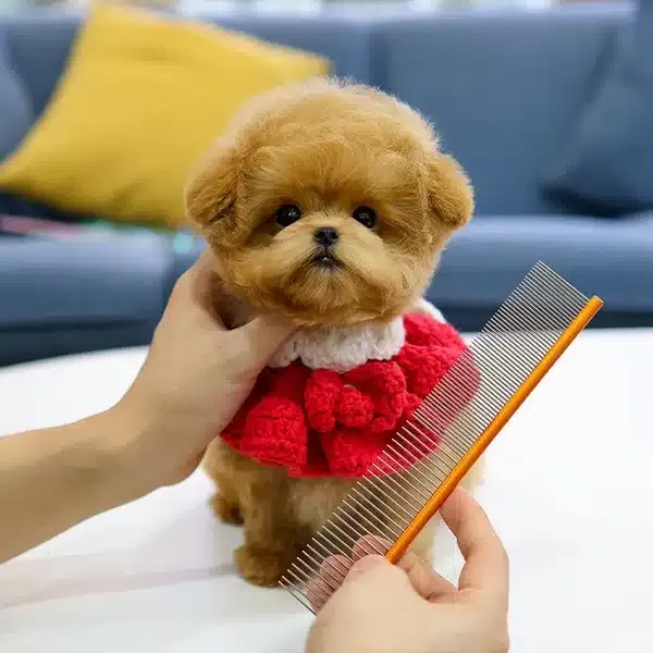 Ozel Ve Tatli Poncik Toy Poodle Yavrularım