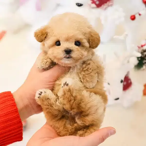 Saglik Ve Irk Garantili Toy Poodle Bebeklerimiz