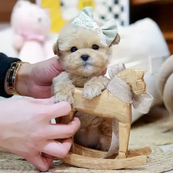 Dunyalar Tatlısı Toy Poodle Bebeklerimiz